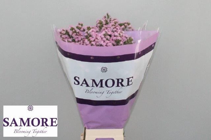 <h4>Limonium sinuatum 'Rosella Sun Bir'</h4>