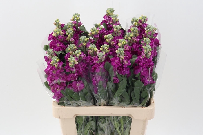 <h4>Matth Phantom Red</h4>