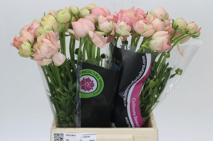 Ranunculus Clooney Gran Pastel