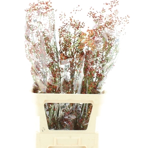 Rosa Corallo Orange Red