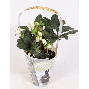 Helleborus niger 'Christmas Carol'