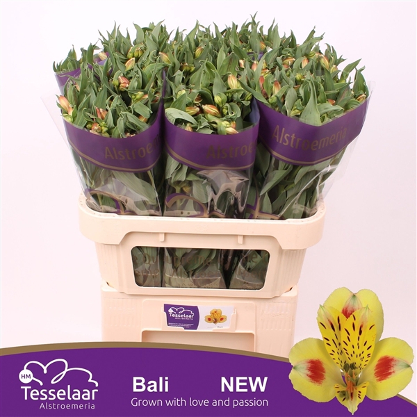 <h4>ALSTR BALI XL</h4>