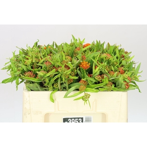Asclepias Tuberosa