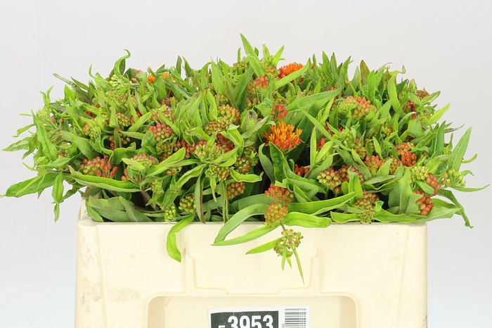 <h4>Asclepias Tuberosa</h4>