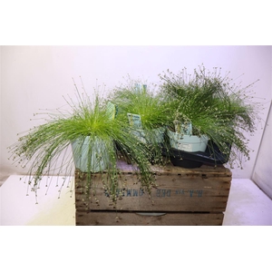 arr8 Isolepis Cernua