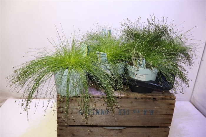 <h4>arr8 Isolepis Cernua</h4>