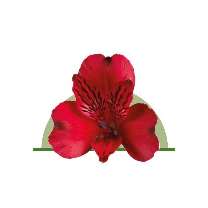 <h4>ALSTR NADYA</h4>