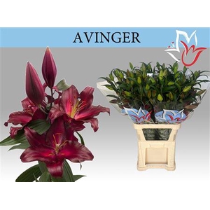 Li Or Avinger 5+