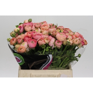 Ranunculus Elegance Salmon A1