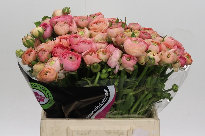 <h4>Ranunculus Elegance Salmon A1</h4>