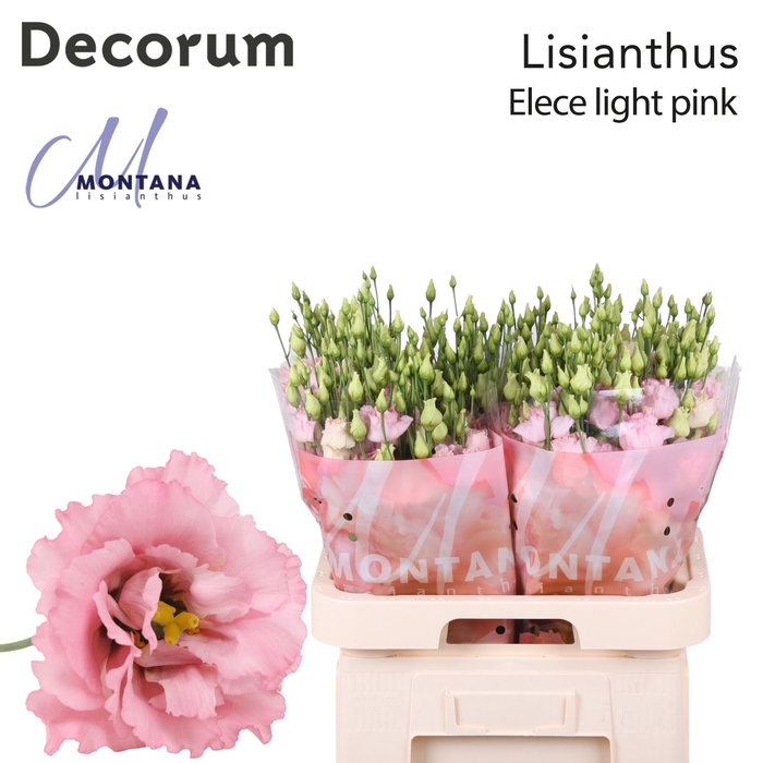 <h4>Lisianthus Elece light Pink 70cm</h4>