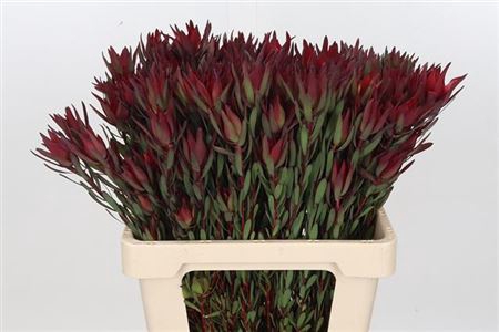 <h4>Leucad Sal Blush</h4>