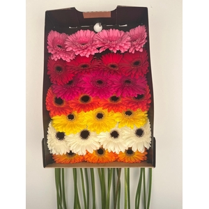 Gerbera Mix Doos