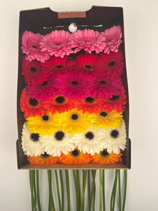 <h4>Gerbera Mix Doos</h4>