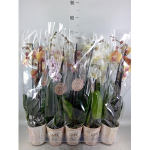 Phalaenopsis   ...mix