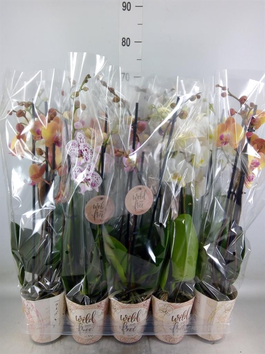 <h4>Phalaenopsis   ...mix</h4>