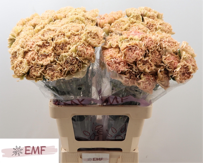 <h4>DI ST LEGE MARRONE</h4>