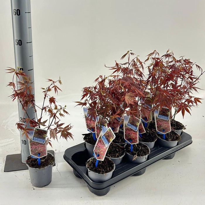 <h4>Acer palmatum Atropurpureum</h4>