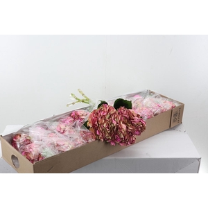 Hydr Bosque Magenta Box