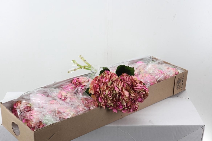 <h4>Hydr Bosque Magenta Box</h4>