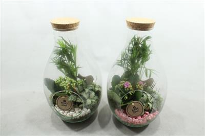 <h4>4980 PLANTEN FLES</h4>