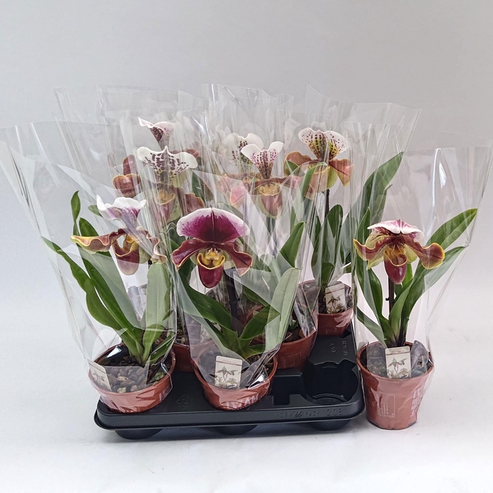 <h4>Paph Amerika Hyb Gem</h4>