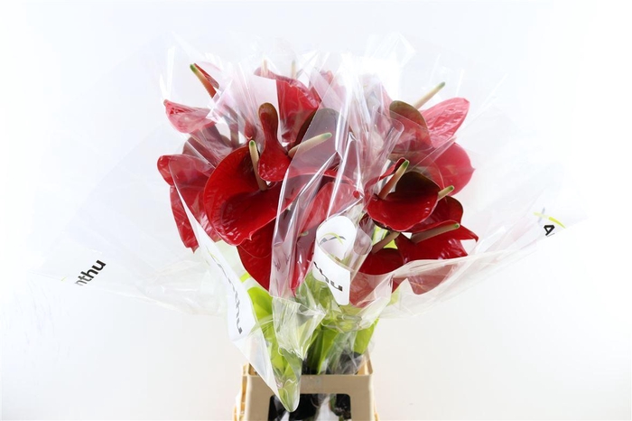 <h4>Anth A Red Amor Antique</h4>