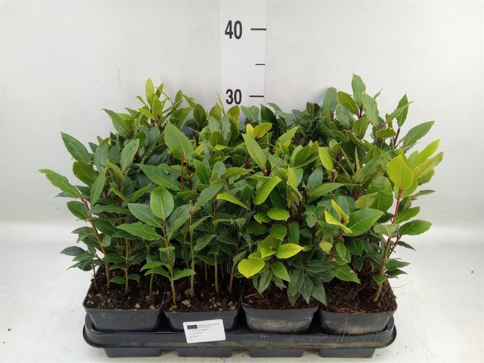 <h4>Laurus nobilis</h4>