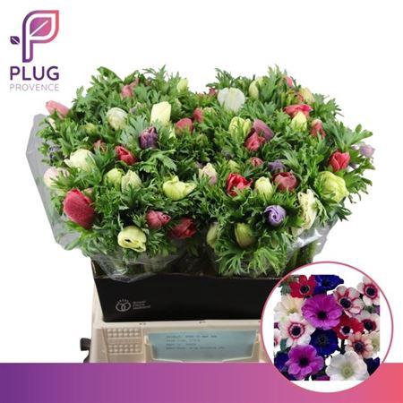 <h4>Anem Co Marianne Gem</h4>