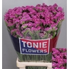Limonium sinuatum 'Rosa Sun Bird'