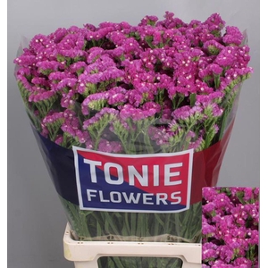 Limonium sinuatum 'Sinuet Eternal'
