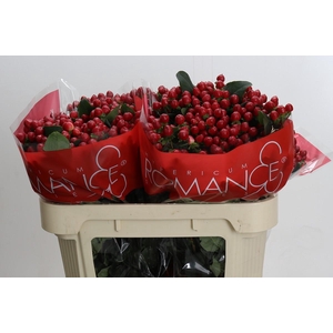 Hypericum True Romance