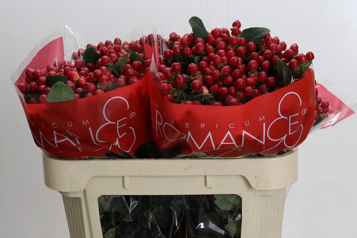 Hypericum True Romance