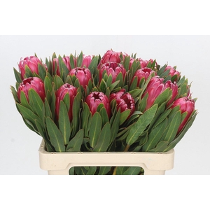 Protea Brenda