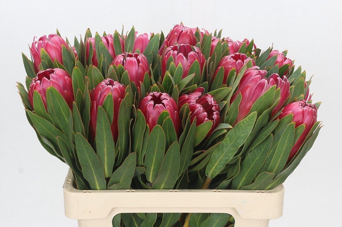 <h4>Protea Brenda</h4>