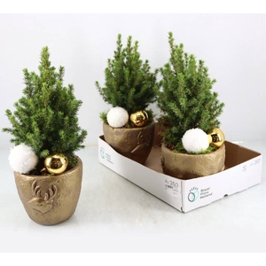 PICEA GL PERFECTA