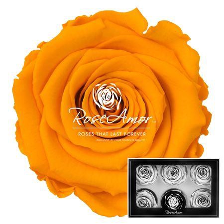 <h4>Lplus Yel04</h4>