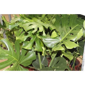 MONSTERA THAI CONSTELLATION P23