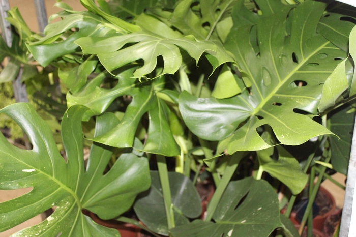 <h4>MONSTERA THAI CONSTELLATION P23</h4>