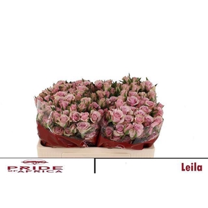 R TR LEILA