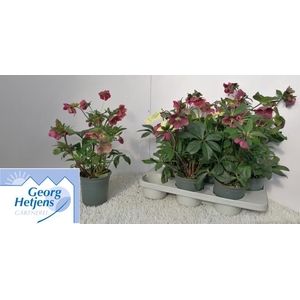 Helleborus x ericsmithii Viv Valeria 15Ø 40cm 12fl