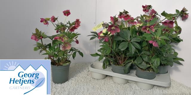 Helleborus x ericsmithii Viv Valeria 15Ø 40cm 12fl