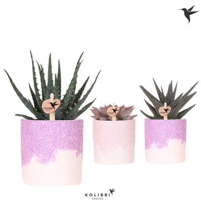 <h4>Kolibri Greens Succulenten mix in Bloom pot lila mix</h4>