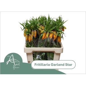 FRIT IM GARLANT STAR