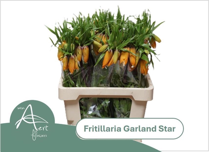 <h4>FRIT IM GARLANT STAR</h4>