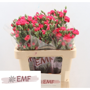 Di Tr Cherry Blossom