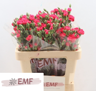 <h4>Di Tr Cherry Blossom</h4>