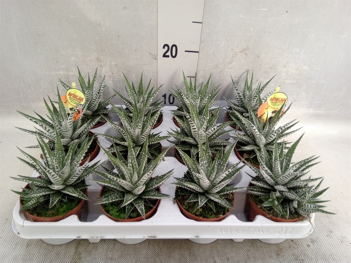 Haworthia fasciala 'Alba'