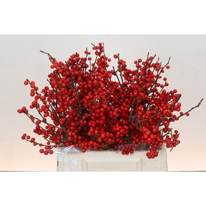 Ilex Rood