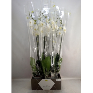 Phalaenopsis   ...white